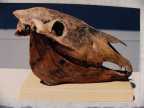 karensfossils 005.jpg